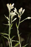 Heller's cudweed